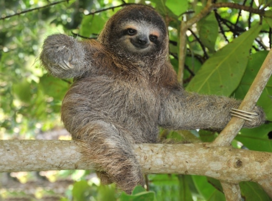 Save the Sloths! 