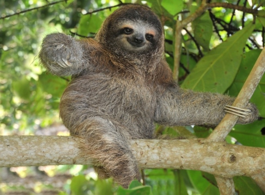 PYGMYsloth