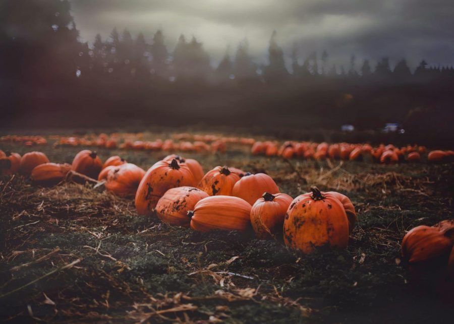 Pumpkins spread out under a foggy sky.