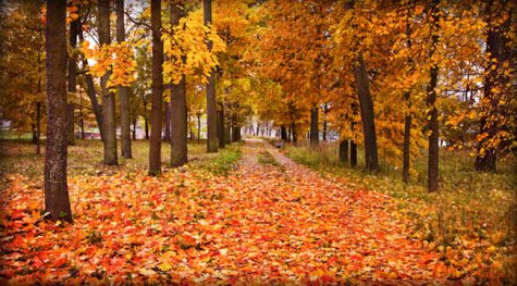 Fun-Filled Fall!