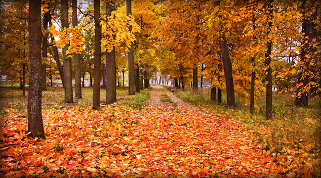 Fall Faves: The Best Sights and Sounds of the Season