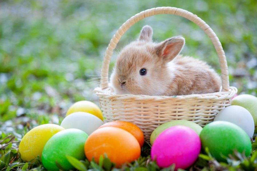 https://www.countryliving.com/life/a41715/easter-bunny-origins/