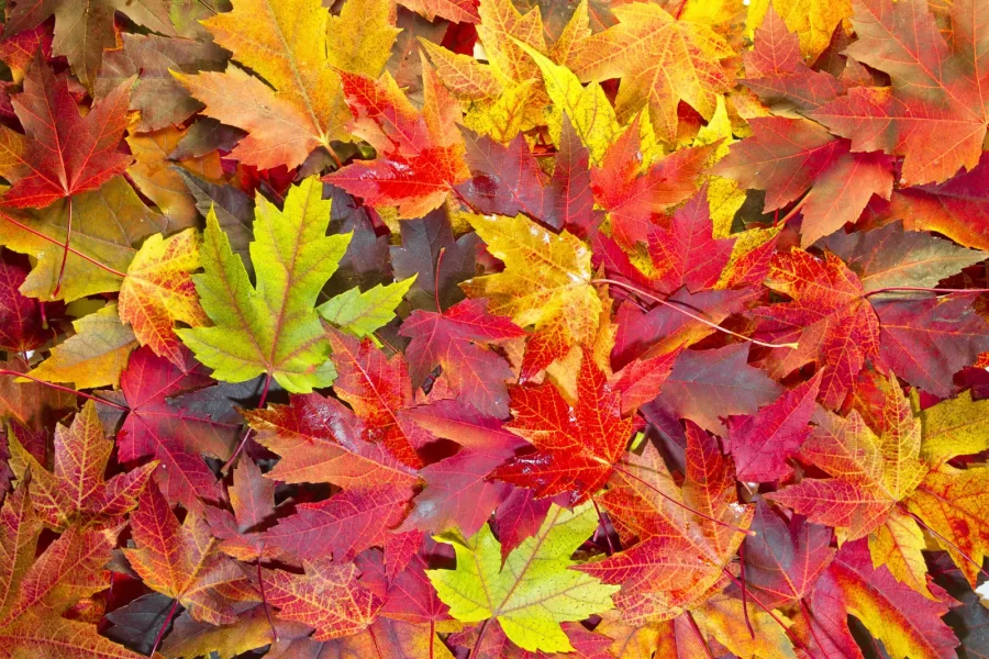 https://www.britannica.com/story/why-do-leaves-fall-in-autumn