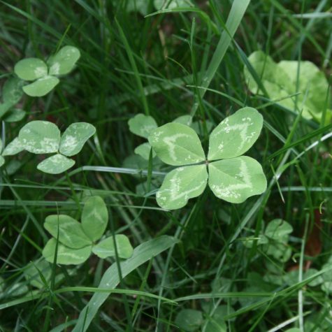 Why The Four-Leaf Clover?