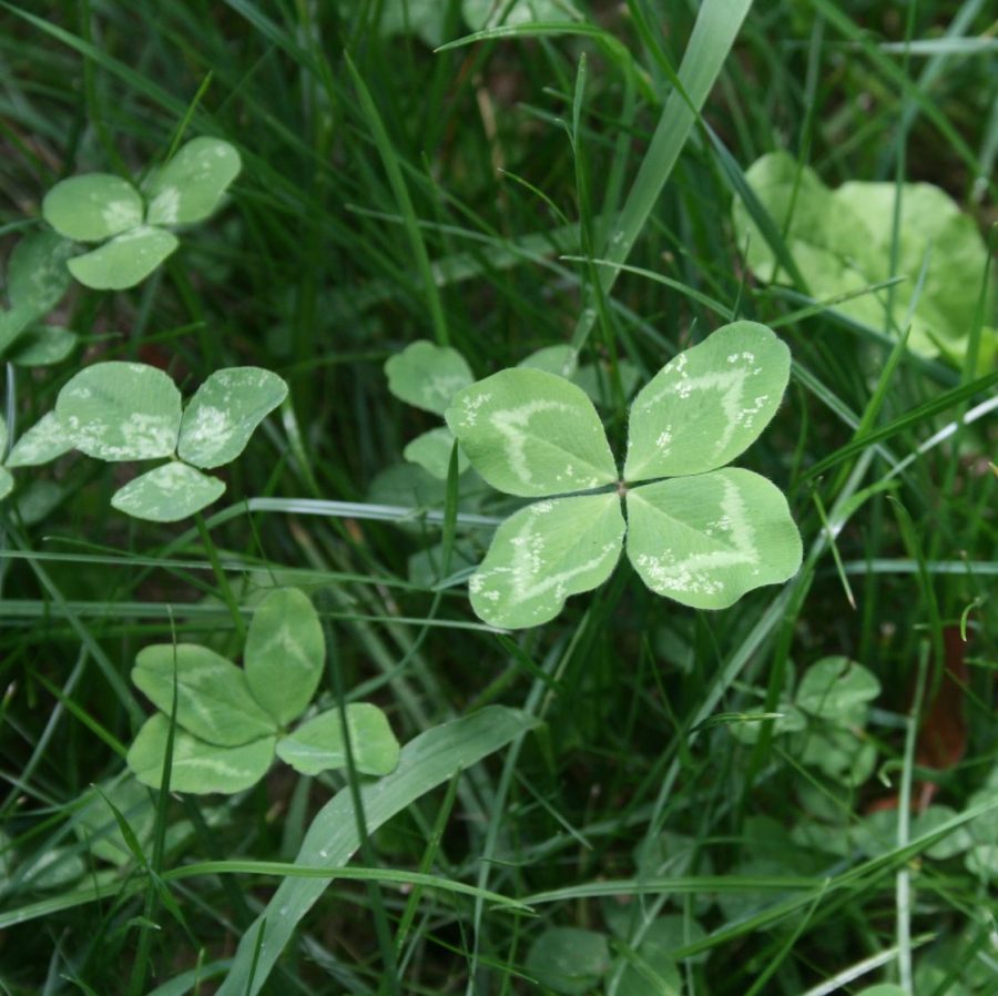 https://www.countryliving.com/gardening/a42791437/four-leaf-clovers/